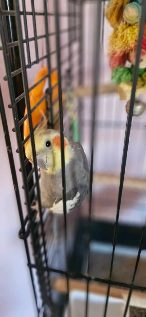 Cockatiel Bird - Image 3