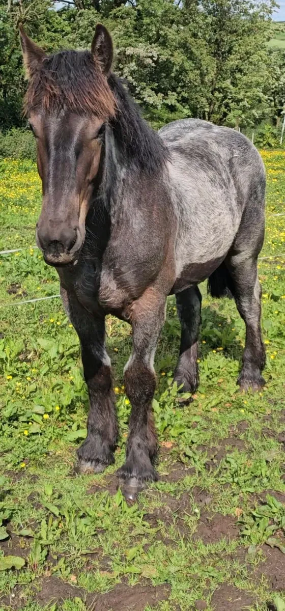 Belgium draft gelding - Image 2