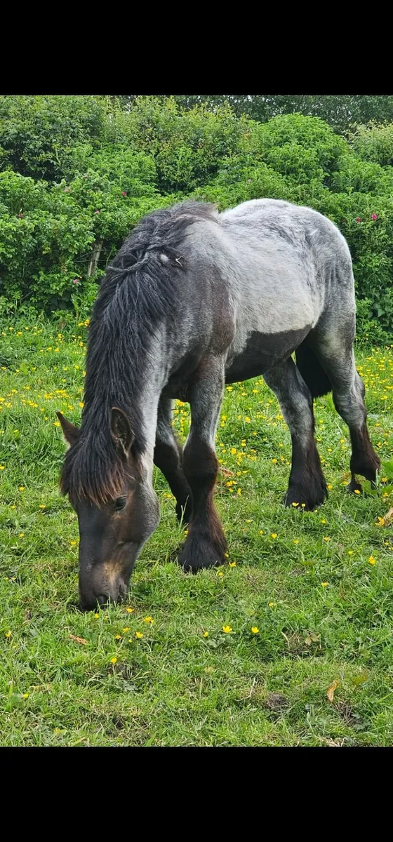 Belgium draft gelding - Image 1