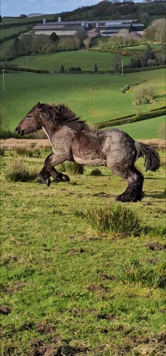 Belgium draft gelding - Image 3