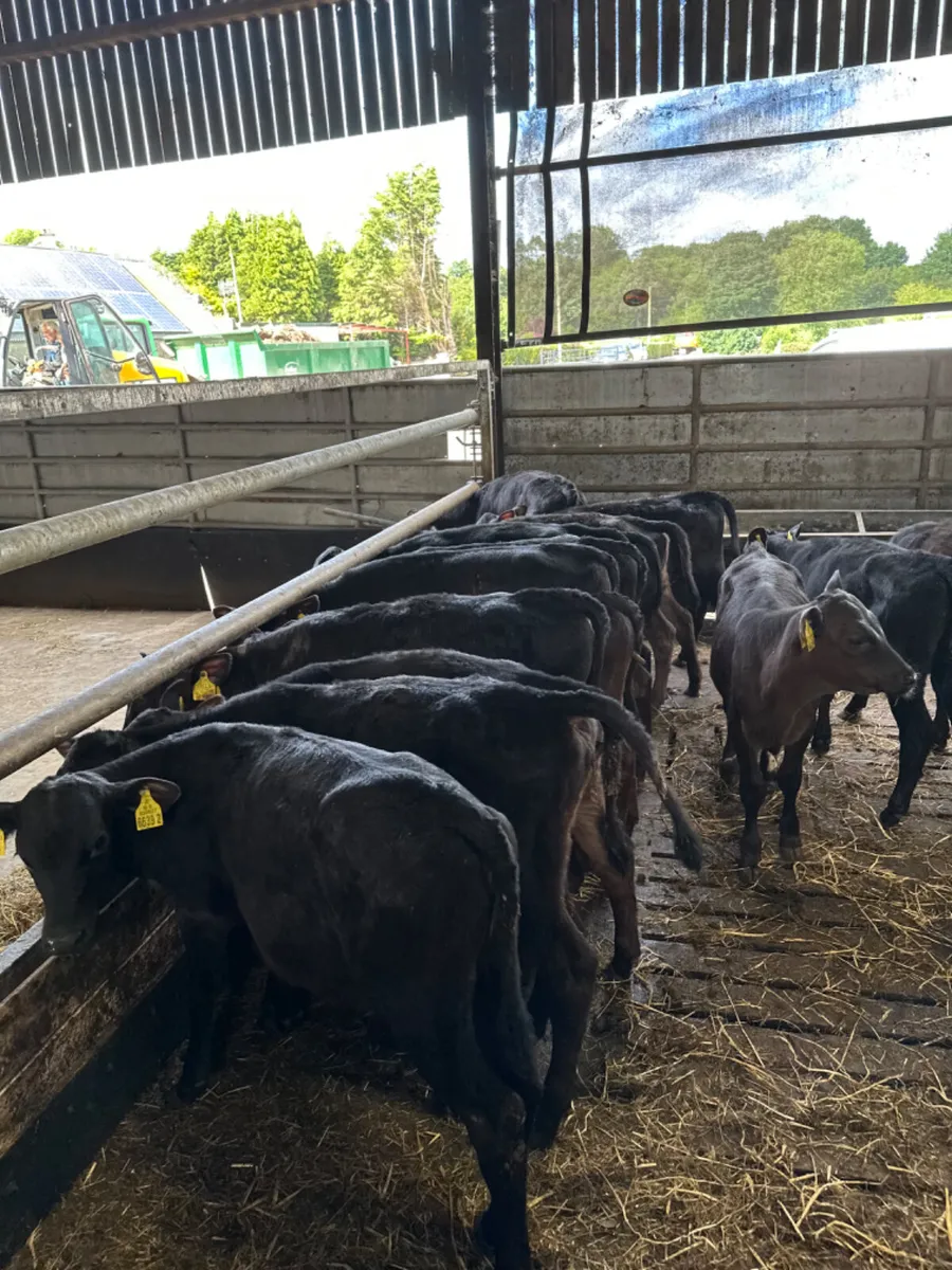 Angus heifers - Image 1