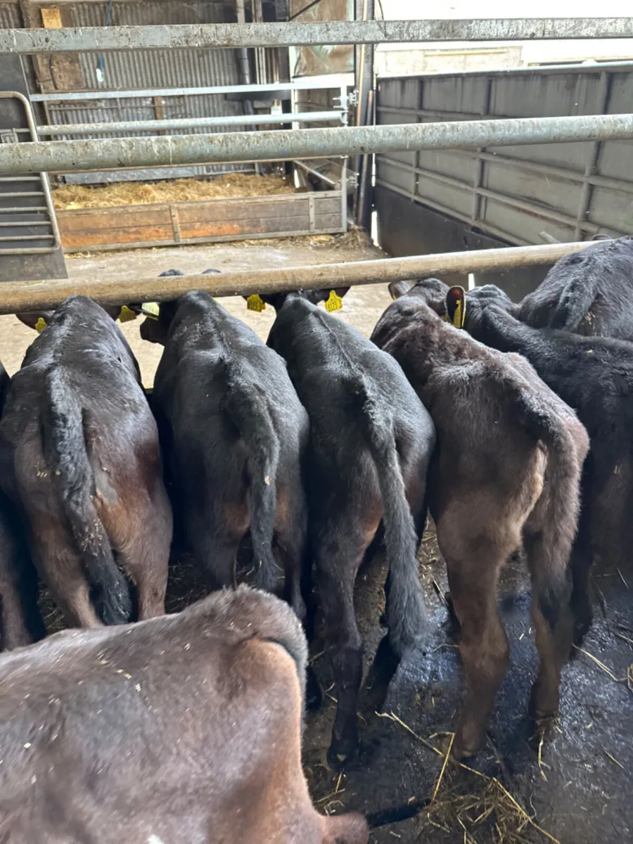 Angus heifers - Image 2
