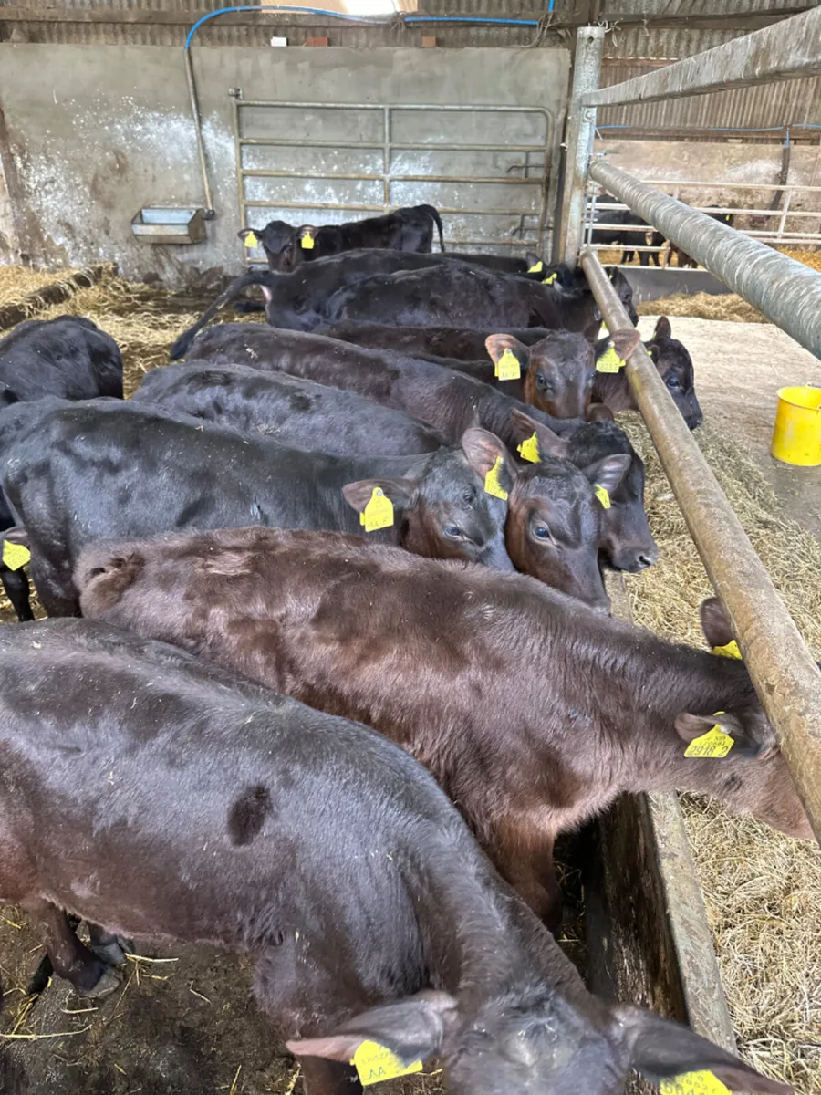 Angus heifers - Image 3