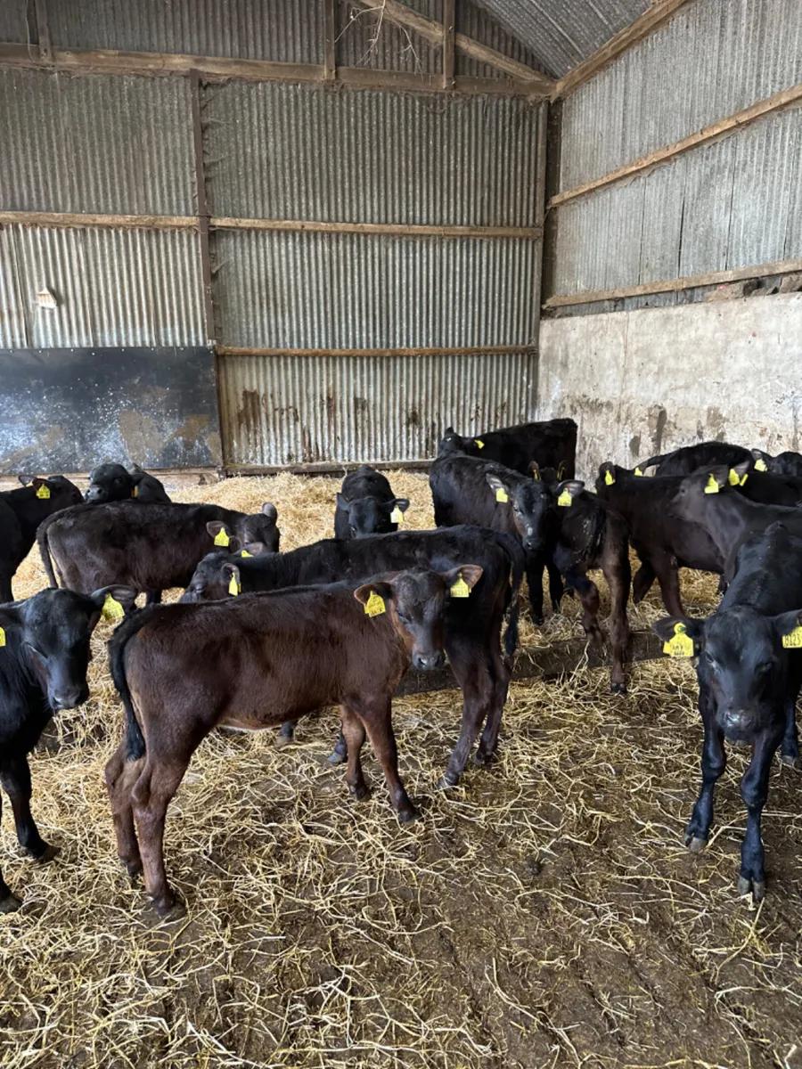 Angus heifers - Image 4