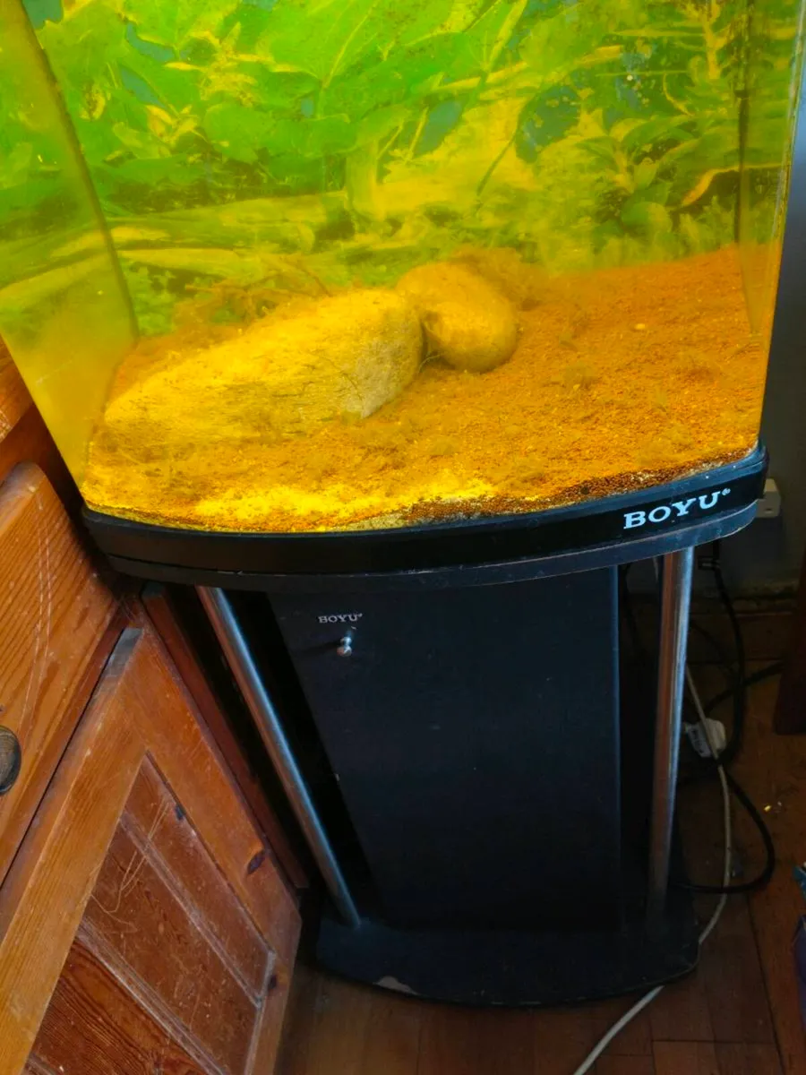 80ltr Boyu fish tank and stand - Image 2