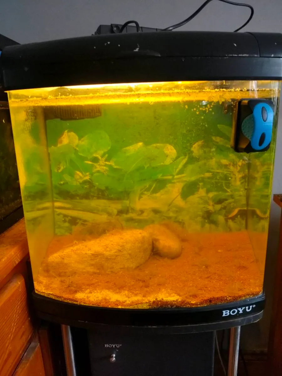 80ltr Boyu fish tank and stand - Image 1