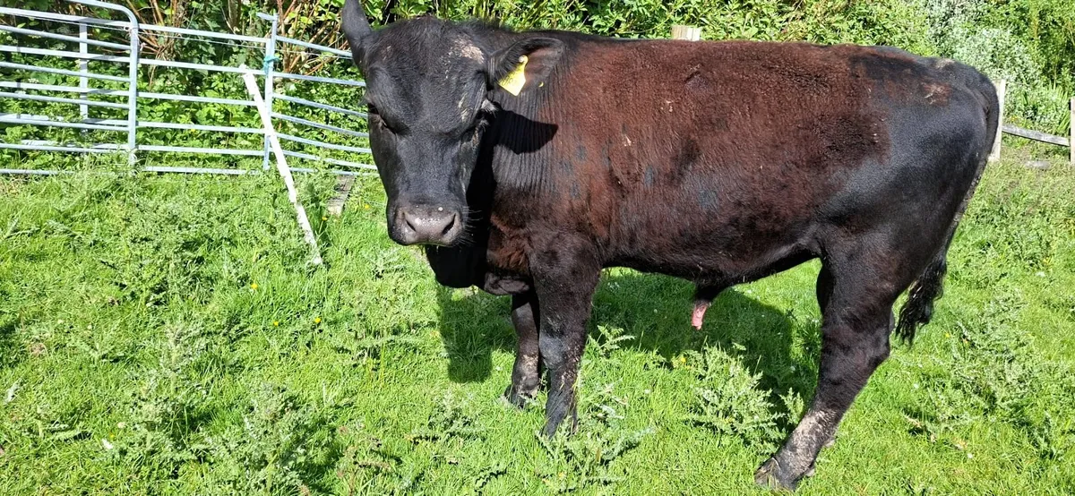 Angus Bull Pure bred 5* - Image 3