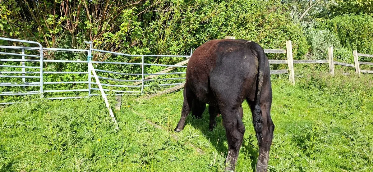 Angus Bull Pure bred 5* - Image 4