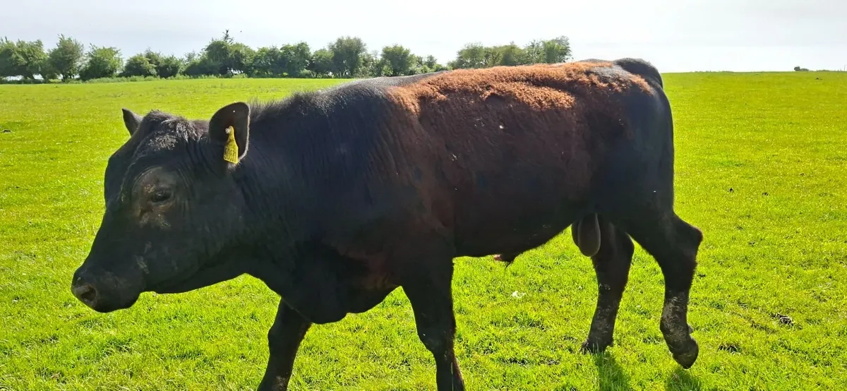 Angus Bull Pure bred 5* - Image 2