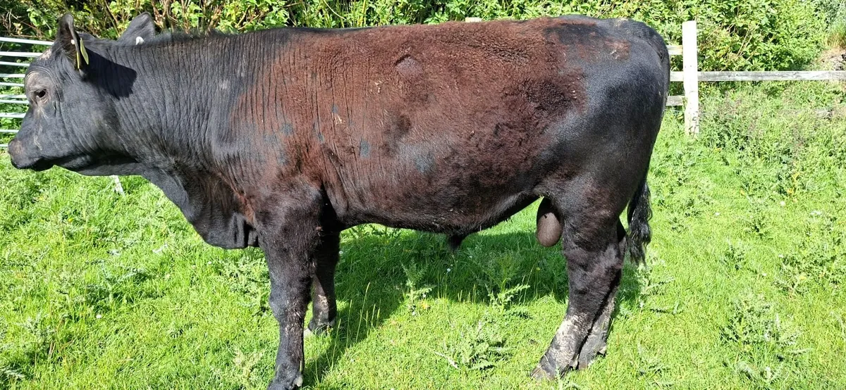 Angus Bull Pure bred 5* - Image 4