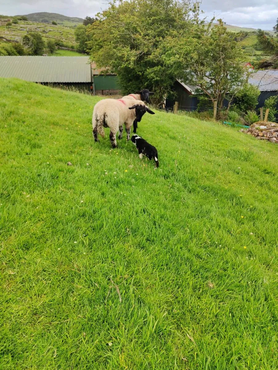 Sheep - Image 2