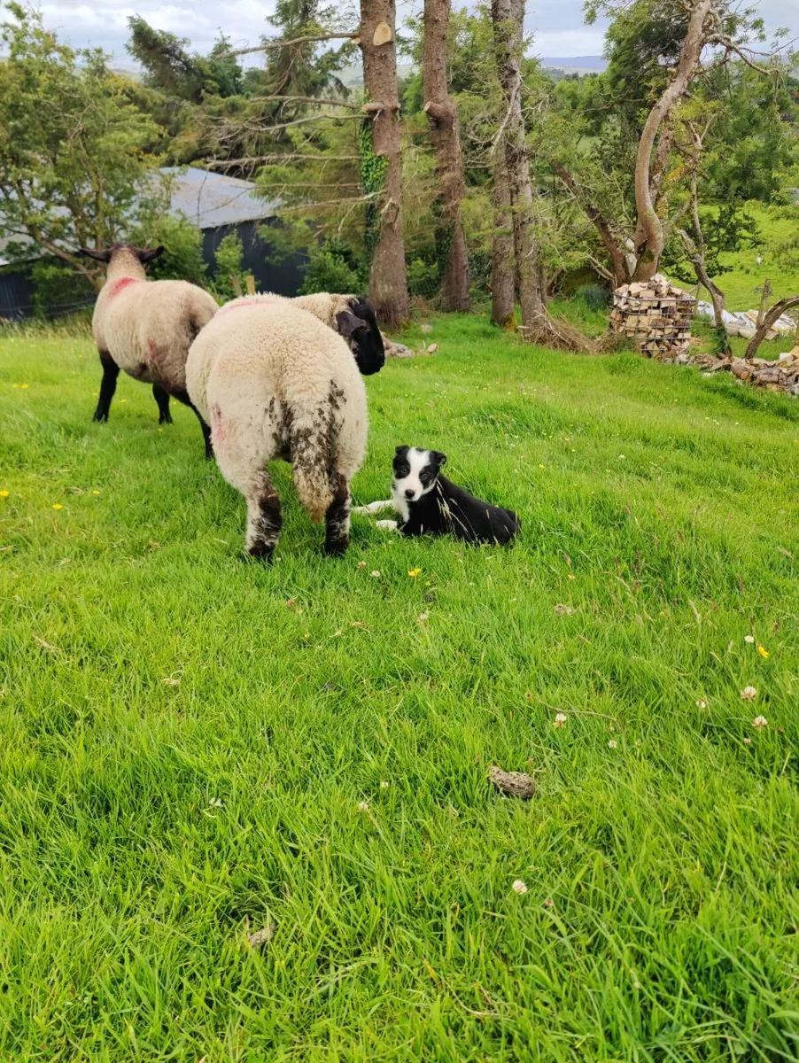 Sheep - Image 1