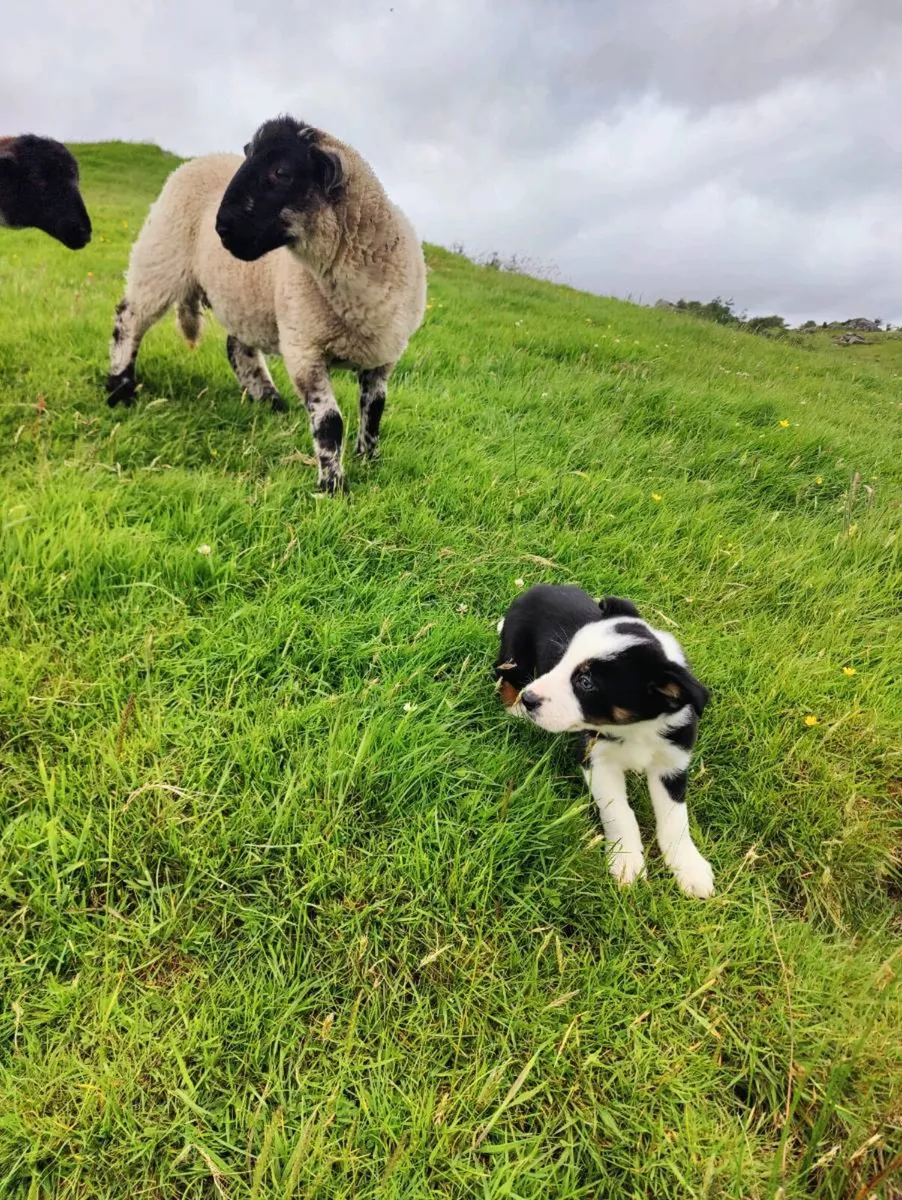Sheep - Image 3