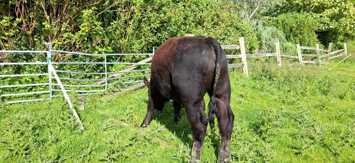 Angus Bull Pure bred 5* - Image 1