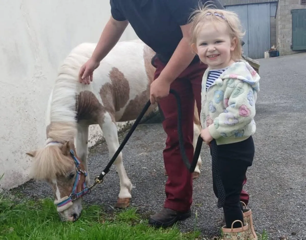 9.2 hh  5 year old skewbald gelding. - Image 1