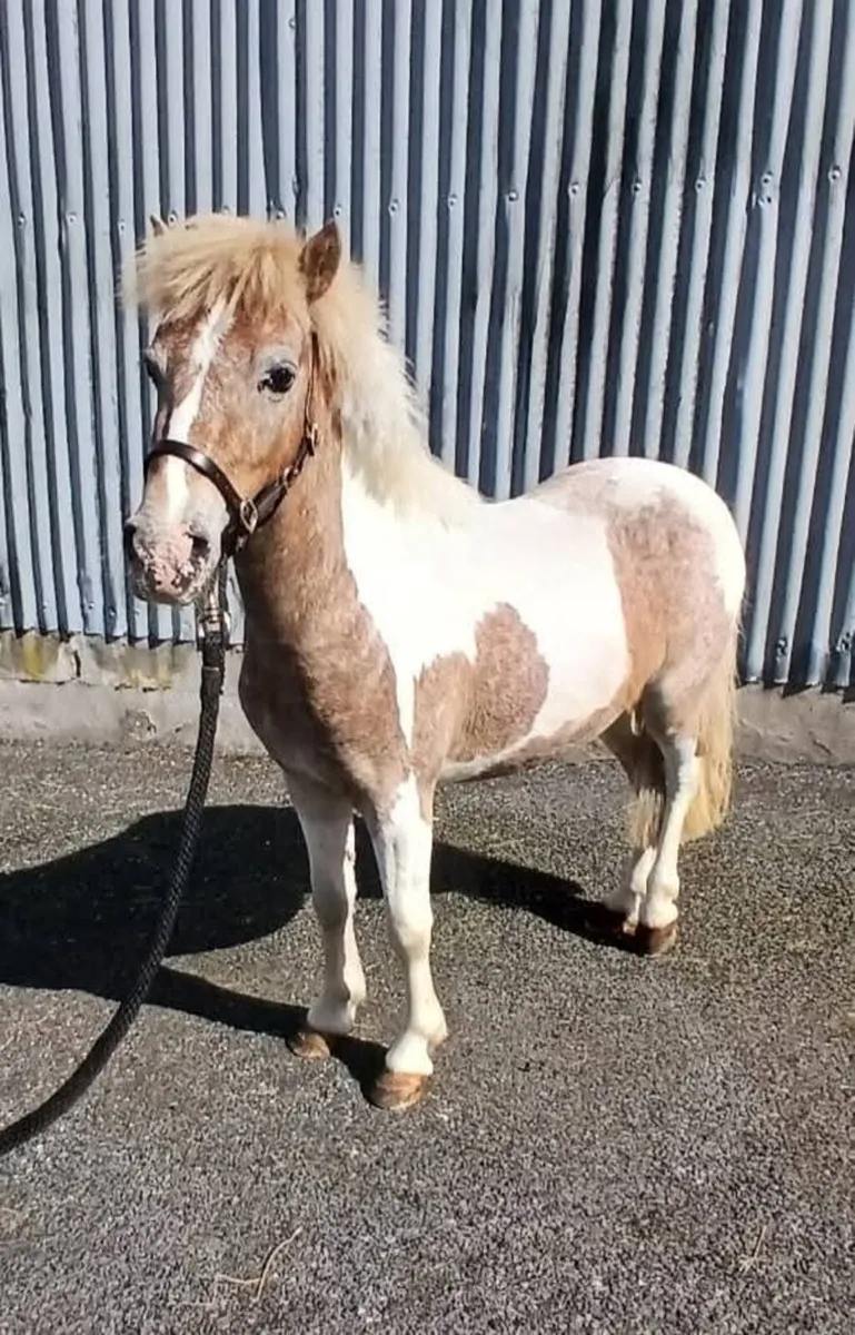 9.2 hh  5 year old skewbald gelding. - Image 3