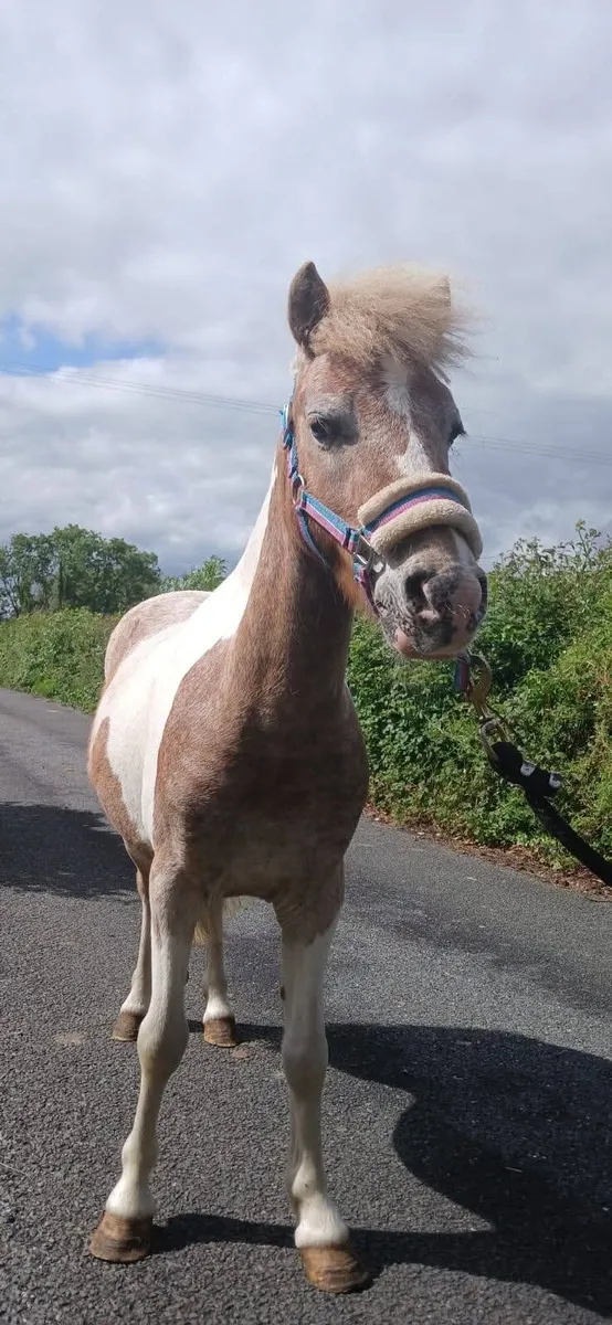 9.2 hh  5 year old skewbald gelding. - Image 4