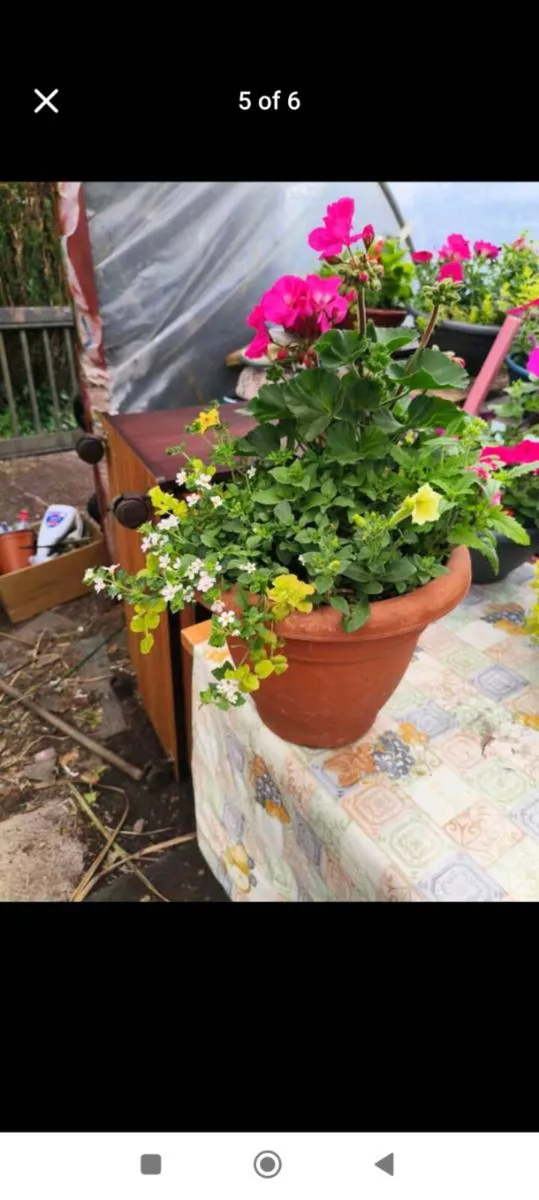 Beautiful full fresh pots 15 each - Image 1