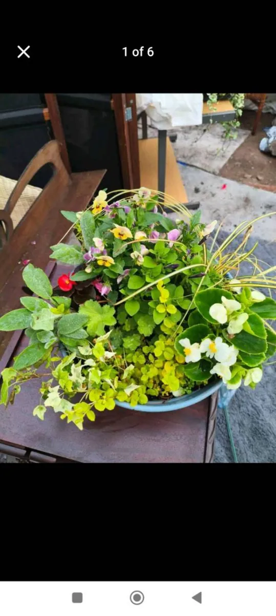 Beautiful full fresh pots 15 each - Image 2