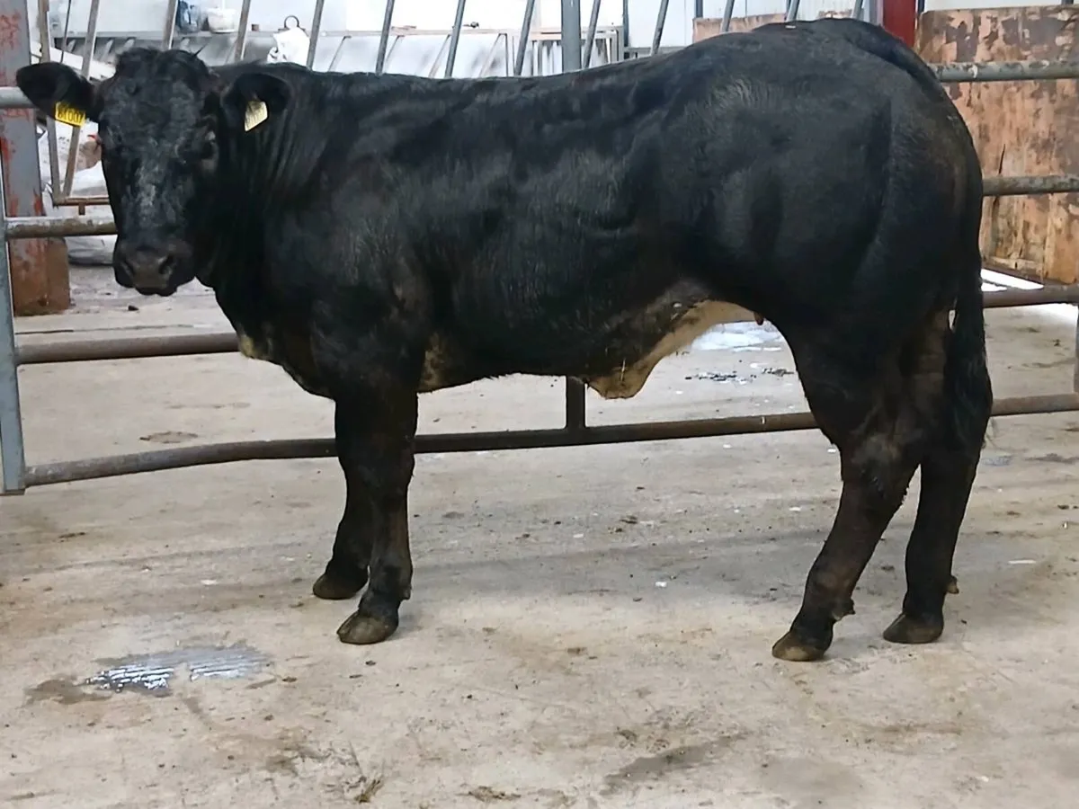 1 Top quality 4 🌟 🌟 🌟 🌟 LMX  Heifer for sale. - Image 3