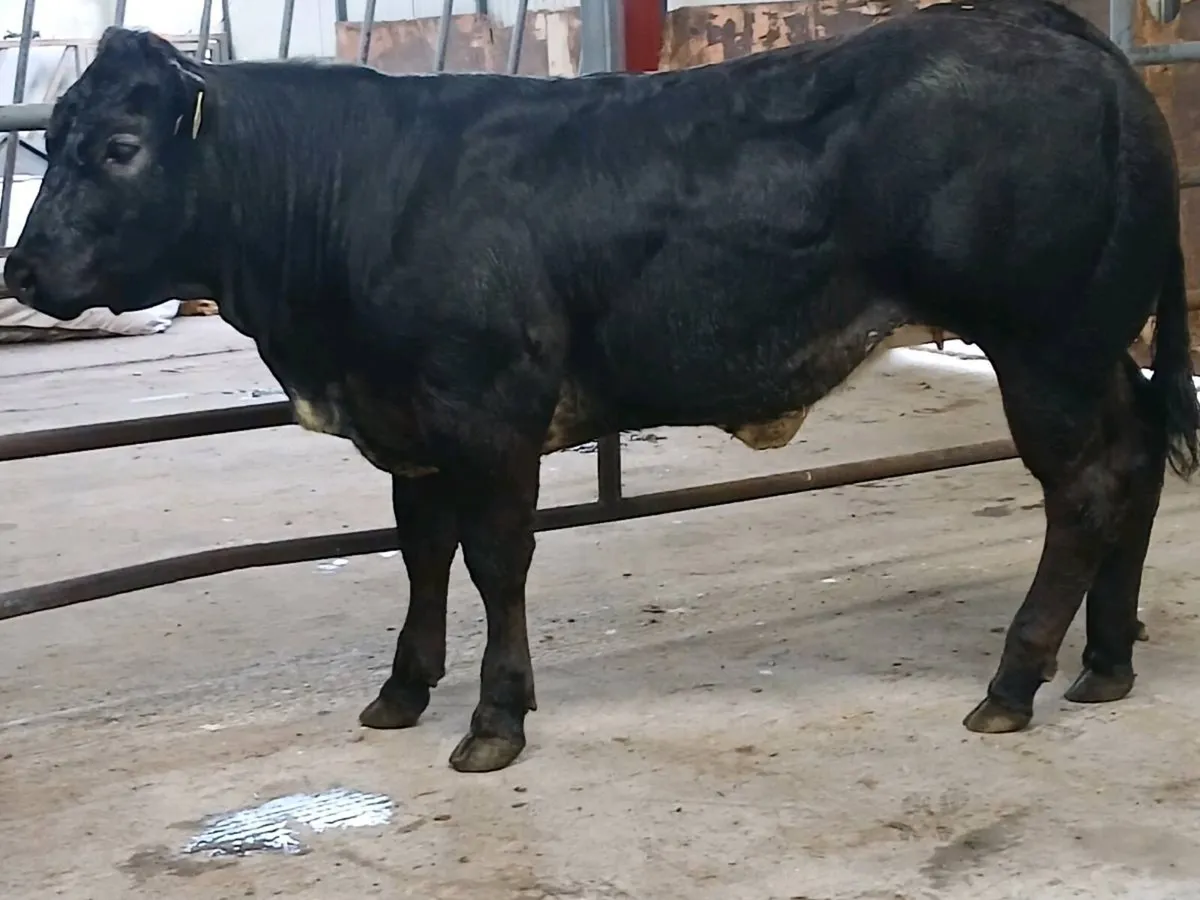 1 Top quality 4 🌟 🌟 🌟 🌟 LMX  Heifer for sale. - Image 4