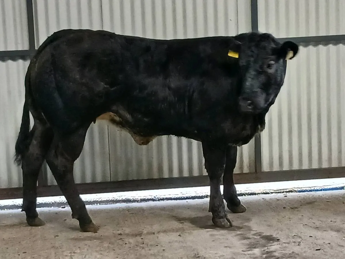 1 Top quality 4 🌟 🌟 🌟 🌟 LMX  Heifer for sale. - Image 2