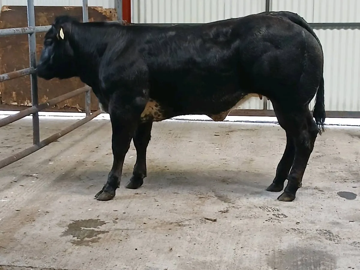 1 Top quality 4 🌟 🌟 🌟 🌟 LMX  Heifer for sale. - Image 1