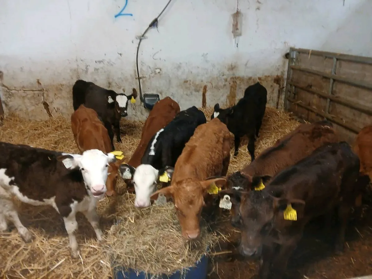 Calves - Image 2