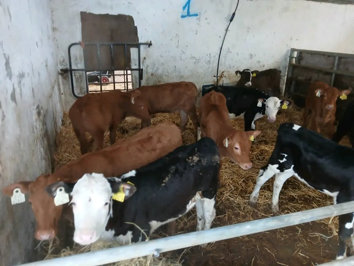 Calves - Image 3