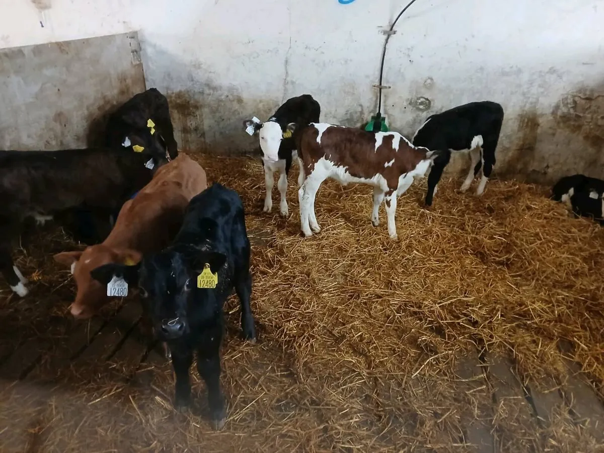 Calves - Image 4