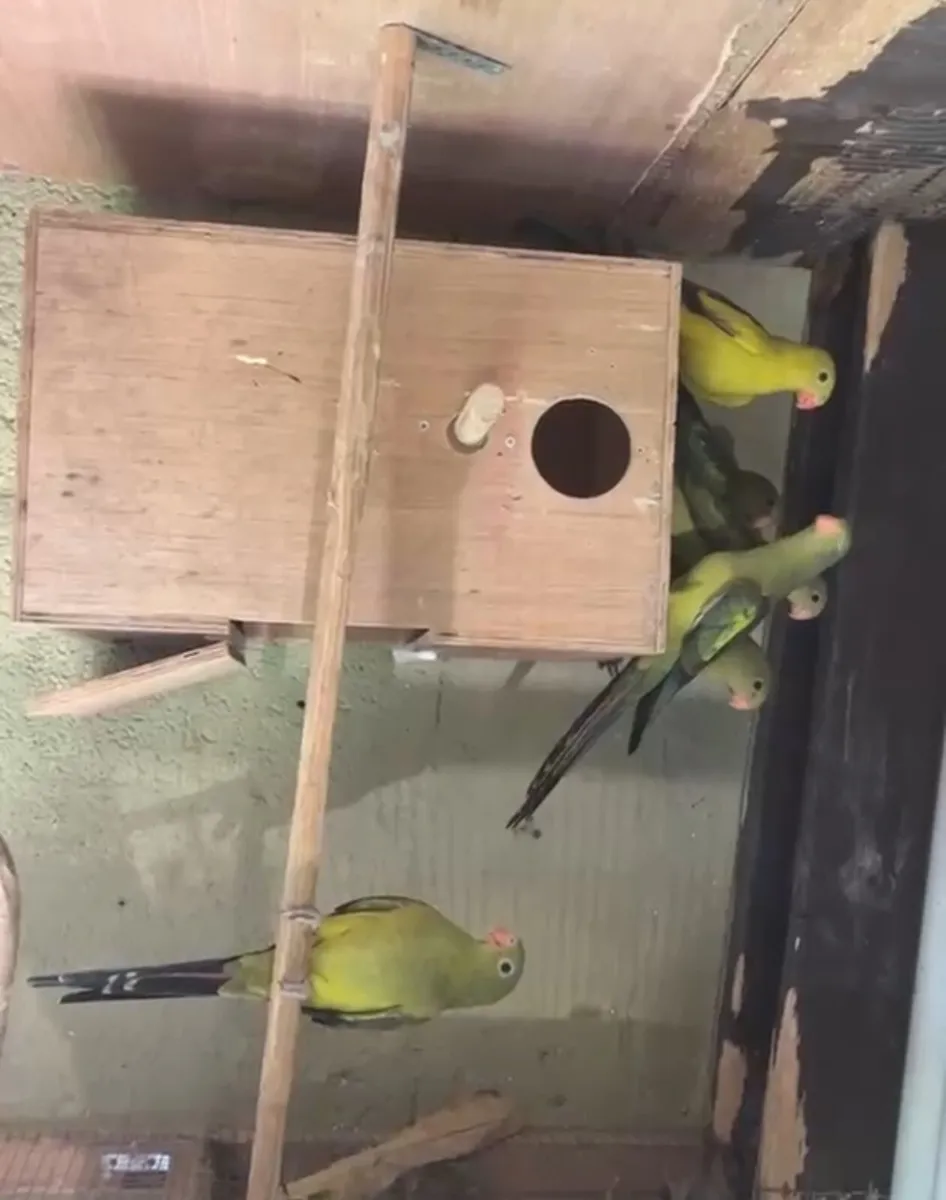 Birds - Image 1