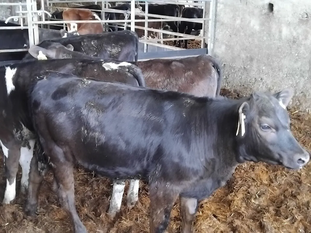 13 quality bull and heifer runners - Image 2