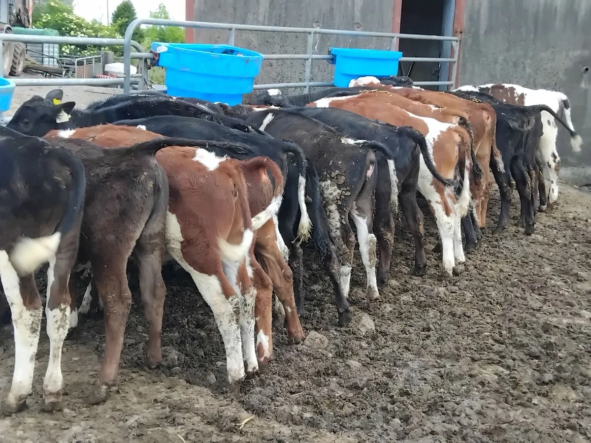 13 quality bull and heifer runners - Image 1