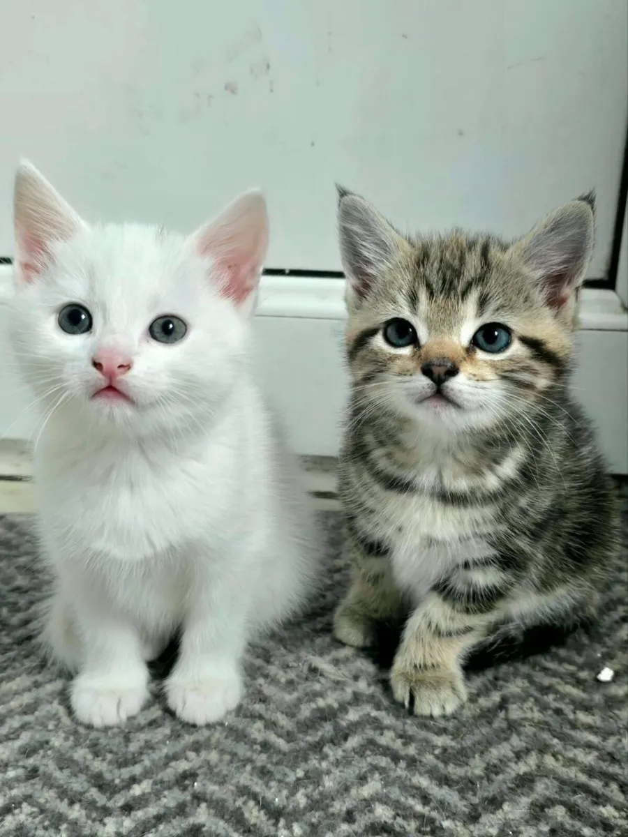Beautiful male kittens - Image 2