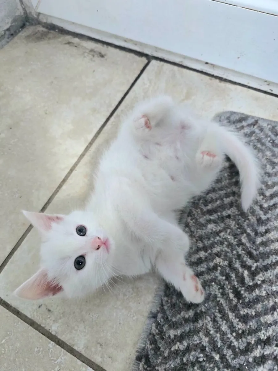 Beautiful male kittens - Image 3