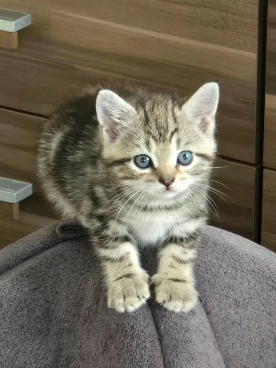 Beautiful male kittens - Image 4