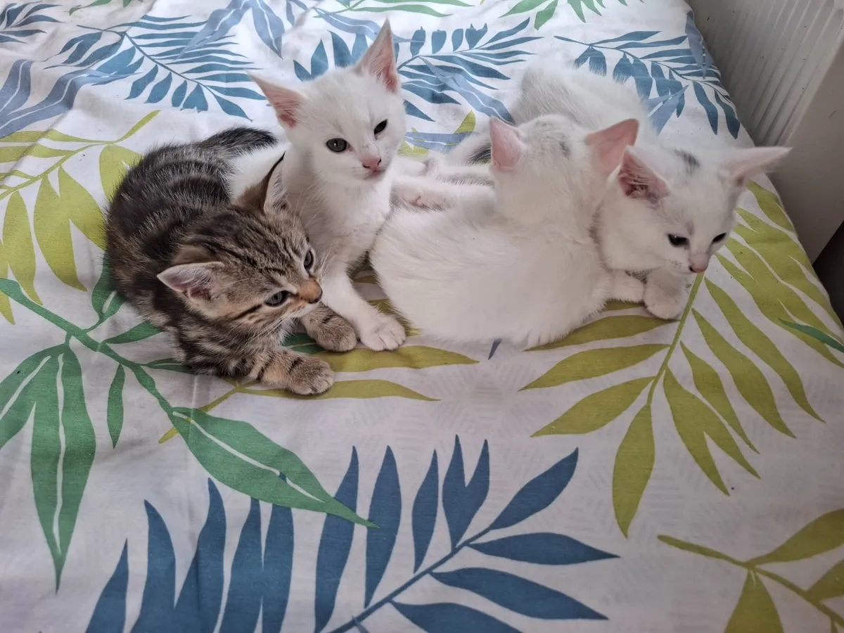 Beautiful male kittens - Image 1