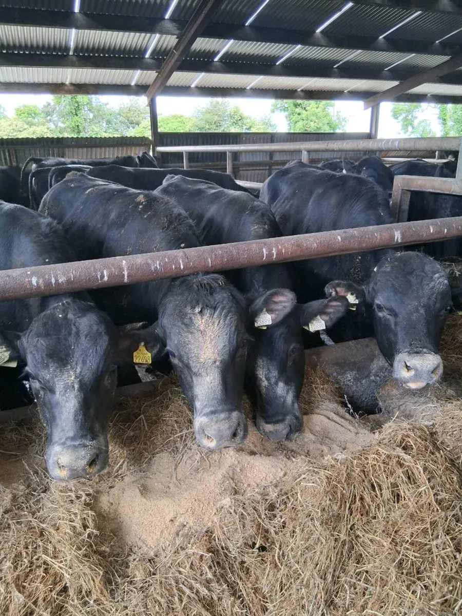 10 bulls and 10 heifers 400-500kg - Image 2