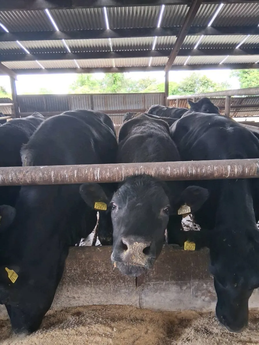 10 bulls and 10 heifers 400-500kg - Image 3