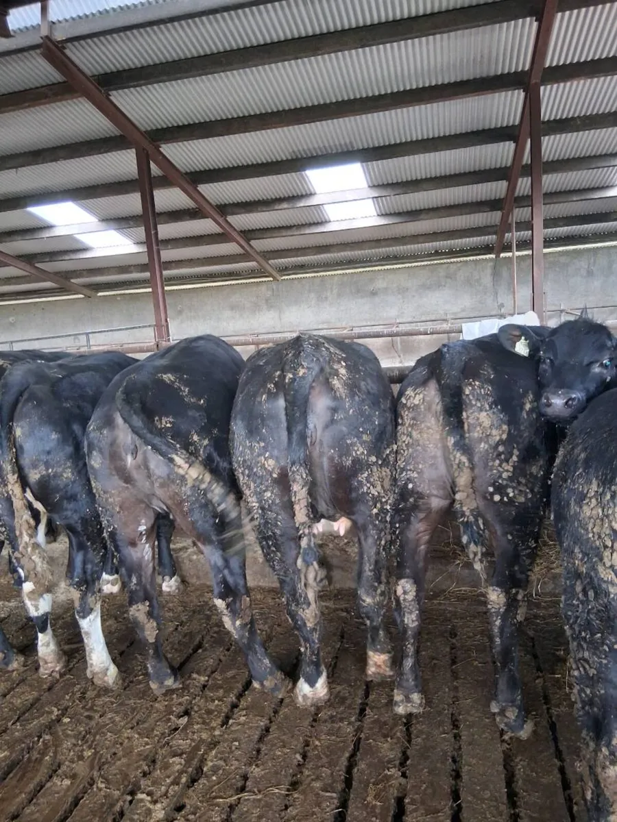 10 bulls and 10 heifers 400-500kg - Image 1