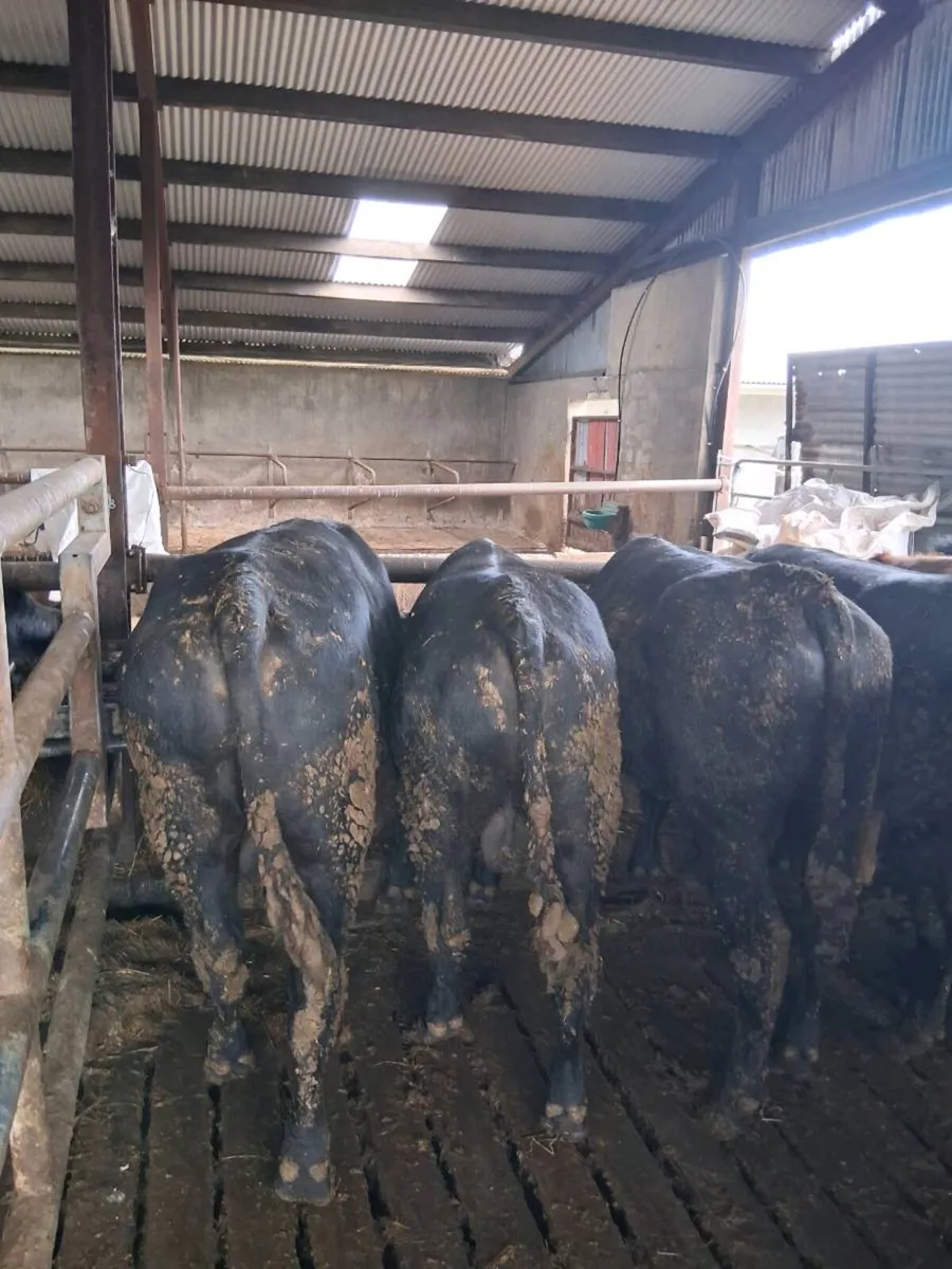 10 bulls and 10 heifers 400-500kg - Image 4