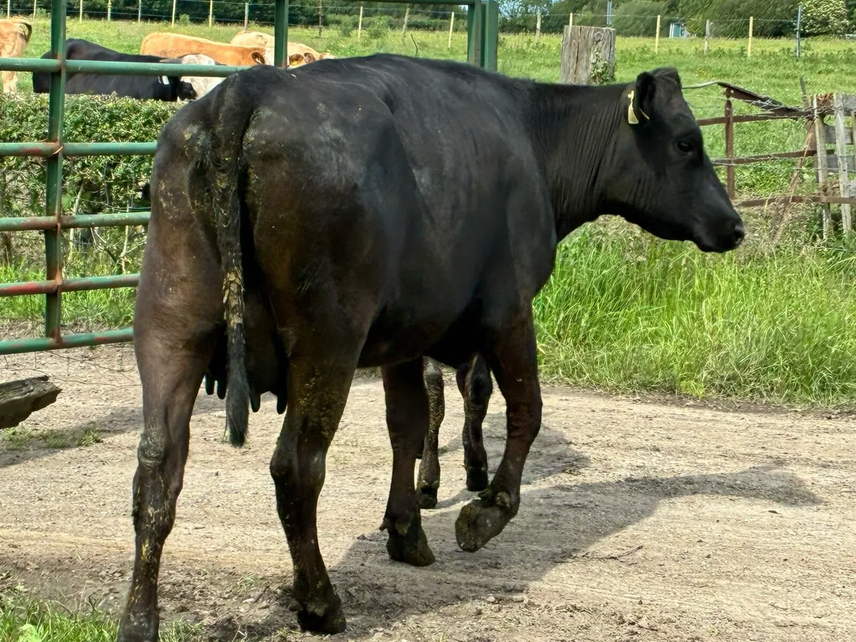 3 Angus heifers and calves for sale - Image 2