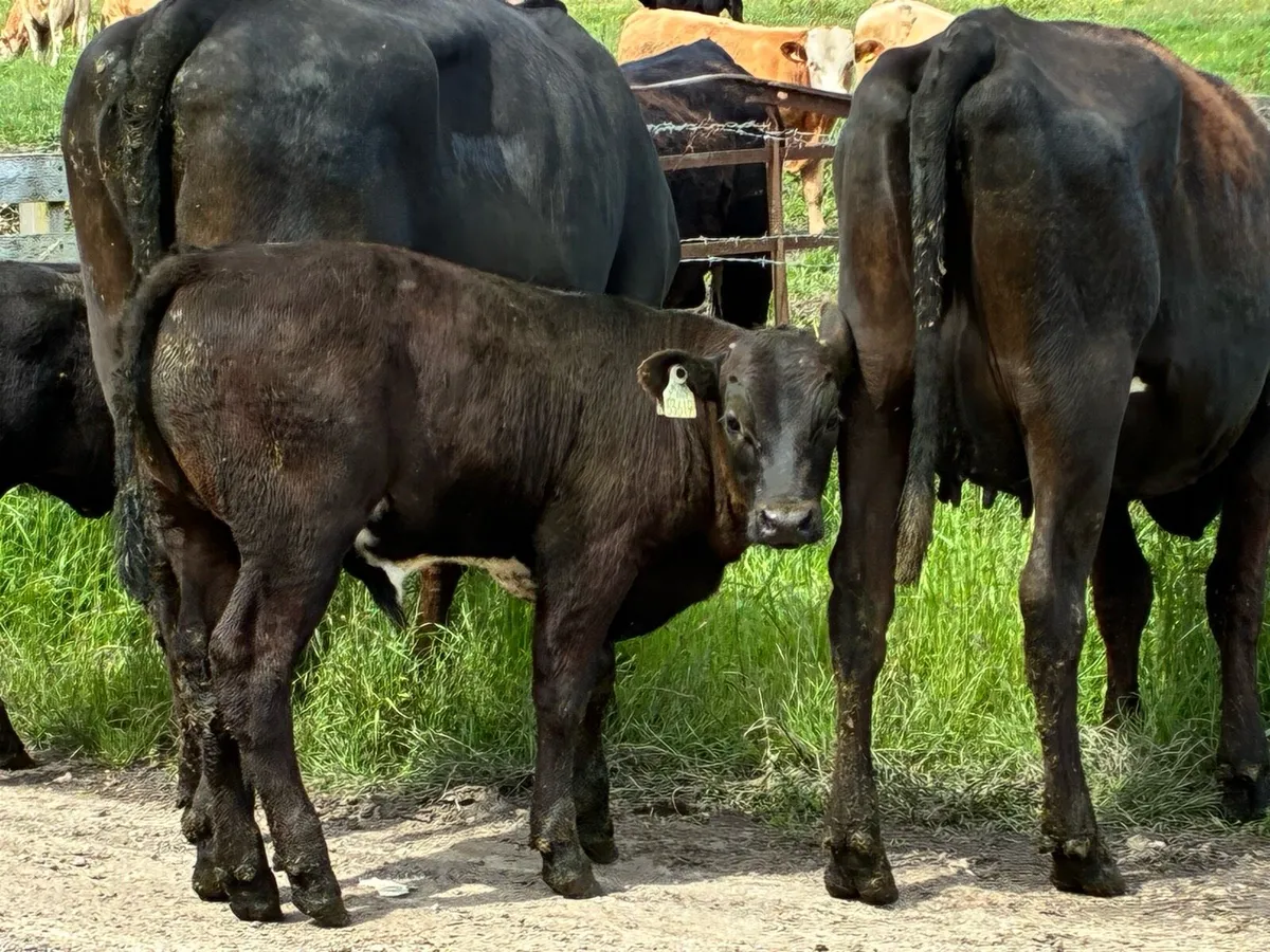 3 Angus heifers and calves for sale - Image 3
