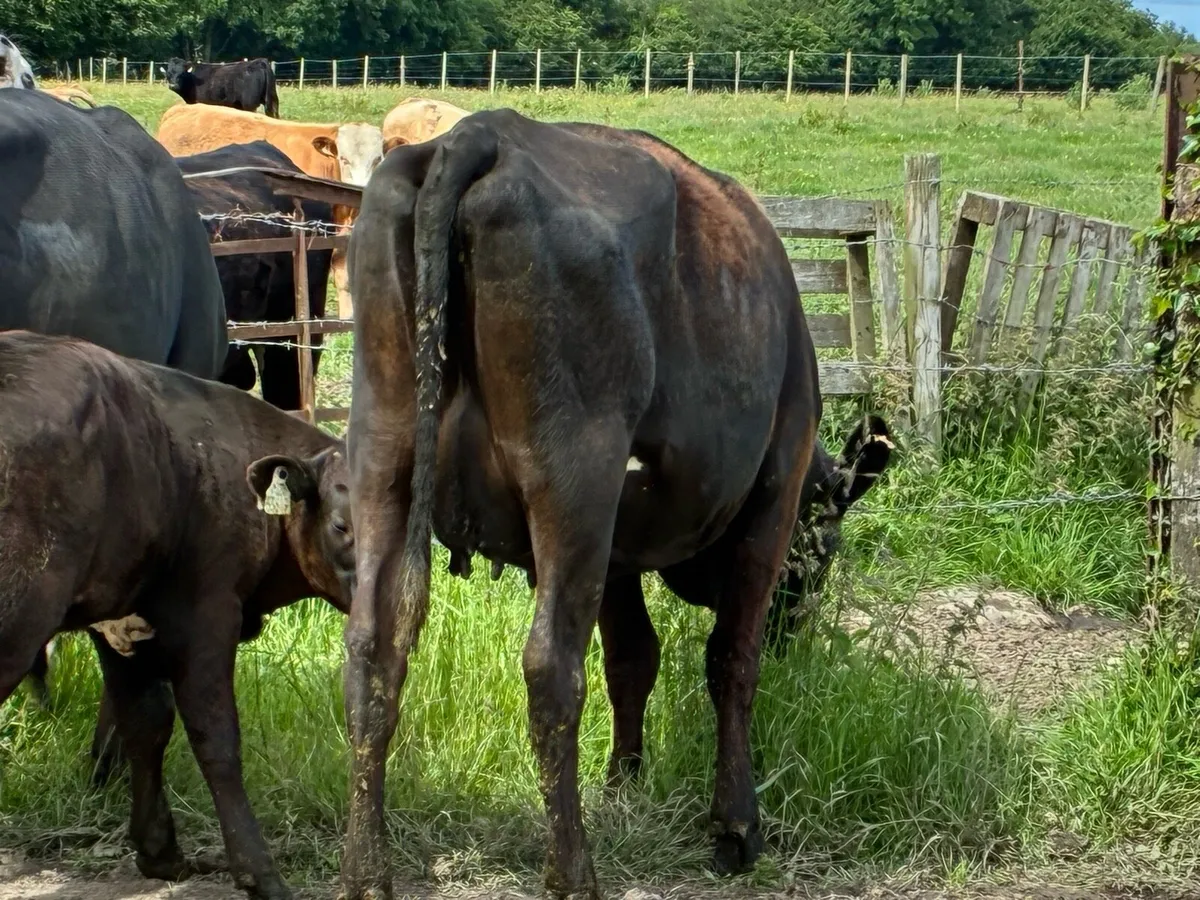 3 Angus heifers and calves for sale - Image 4