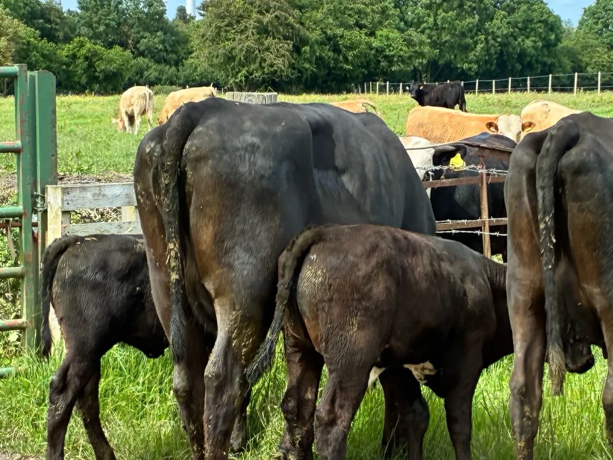3 Angus heifers and calves for sale - Image 1