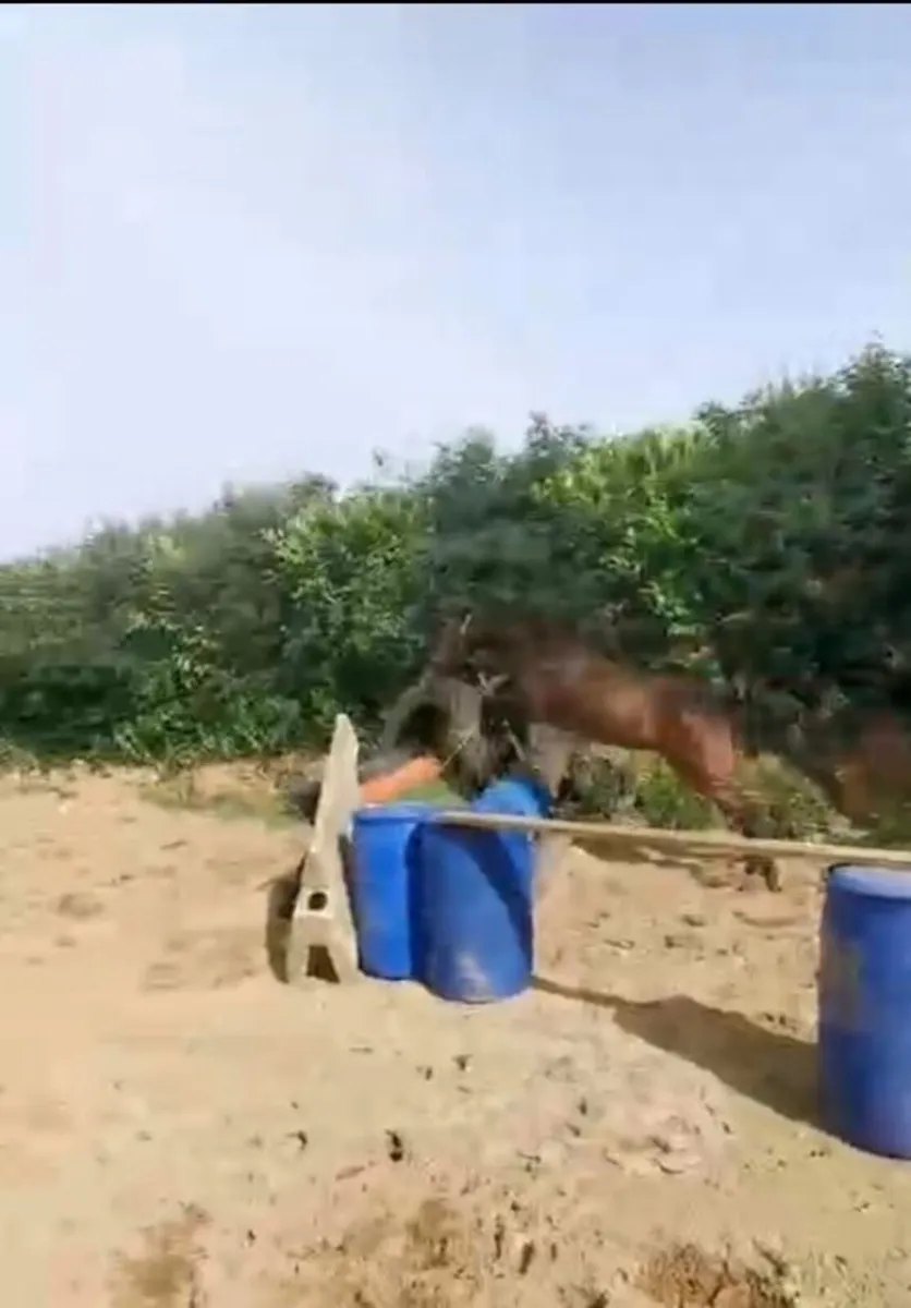 3yo El Salvador gelding - Image 3