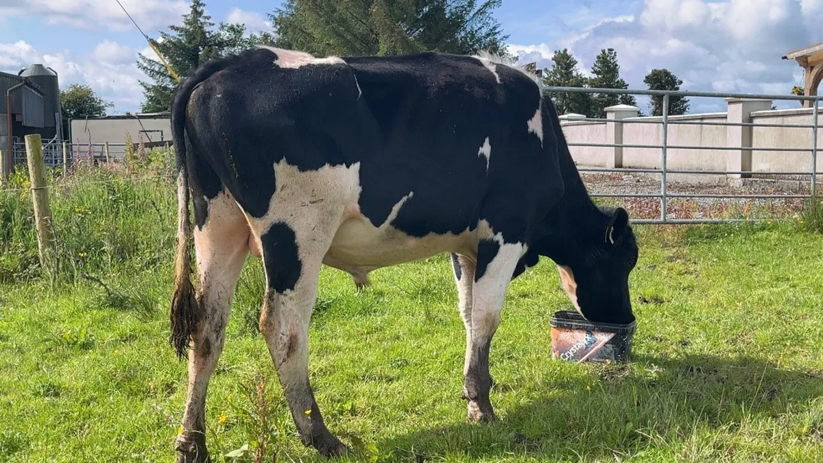 Fresian Bull - Image 1