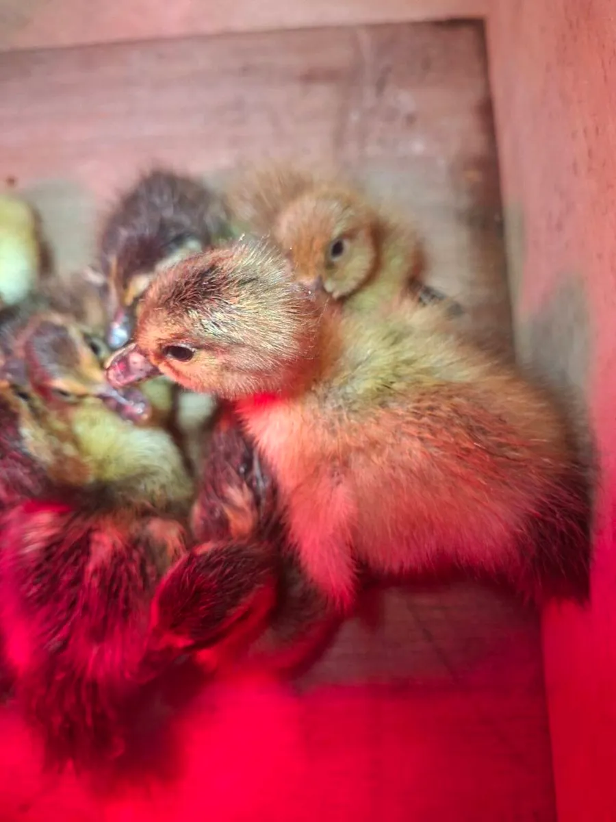 Day old to 6 weeks duckling and chicks - Image 2