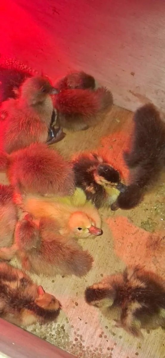 Day old to 6 weeks duckling and chicks - Image 1