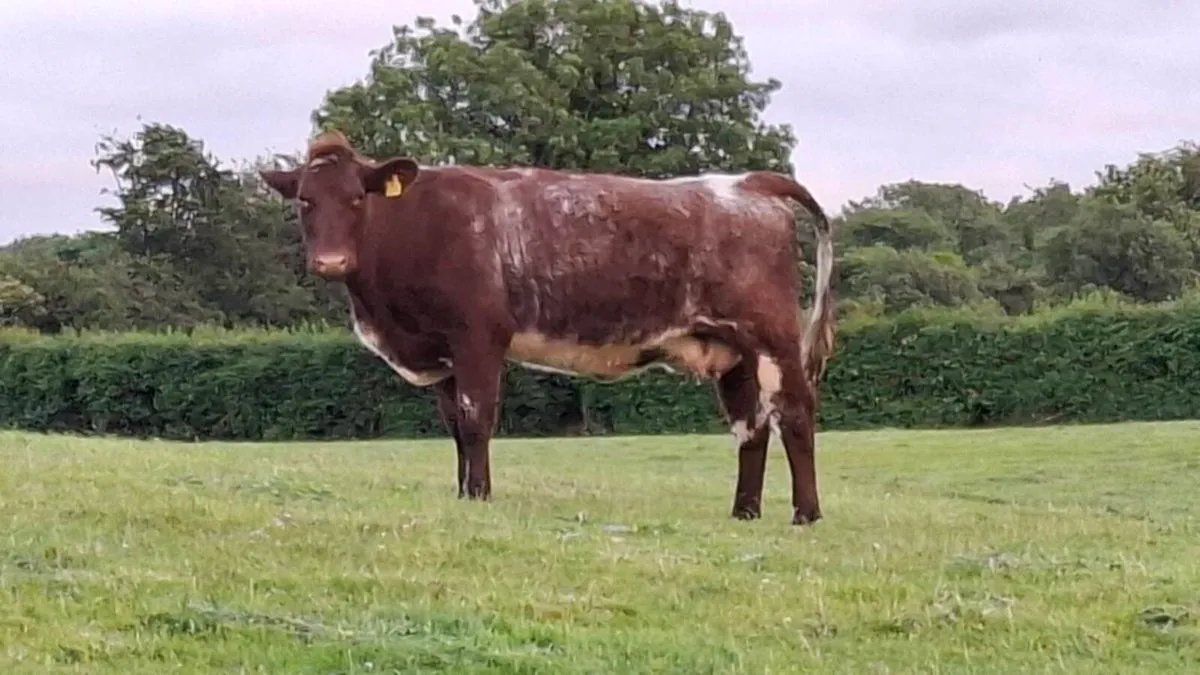 Pedigree Shorthorn Cow and Calf - Image 1